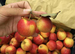 Táo đá đỏ rực: Hàng lạ, chị em xiêu lòng