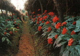 Đắt ngang đá quý, vì sao sâm Mỹ vẫn được lùng mua ở châu Á?