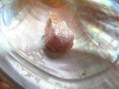 Nhiều vụ tình cờ nhặt được ngọc quý tiền tỷ ở Việt Nam