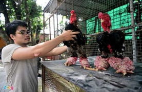 Soi cặp gà Đông Tảo giá 100 triệu đồng