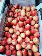 Táo Trung Quốc đội lốt táo Hà Giang đổ đống tại Hà Nội