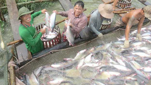 Thương lái Trung Quốc lại làm loạn giá cá tra