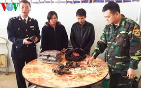Phát hiện 2 kẻ vận chuyển trái phép trên 3kg nghi ngà voi, sừng tê giác