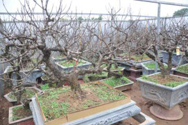 Vườn đào bạc tỷ ở Nhật Tân được lắp điều hòa để bung hoa đúng Tết