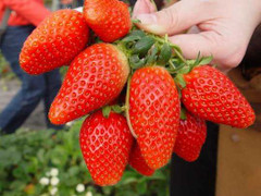 Giá cao ngất, dâu tây Hàn Quốc lên cơn sốt tại Hà Nội