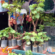 Nho cảnh giá vài triệu đồng/cây đổ bộ ra Bắc ăn Tết