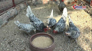 Dân chơi Việt sôi sục lùng 'gà vảy cá' tiền triệu chơi Tết