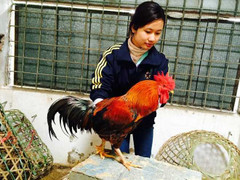 Gà cúng Tết 50 triệu đồng một con vẫn cháy hàng