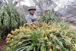 Giá gần trăm triệu, địa lan Sapa vẫn hút khách