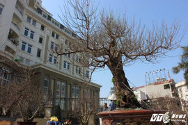 Đào rừng ‘Long chầu mặt nguyệt’ đắt nhất miền Bắc, giá 180 triệu đồng