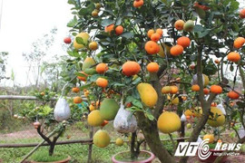 10 triệu đồng cho gốc cây ‘kỳ dị’ ‘đẻ’ 10 quả ở Hà Nội