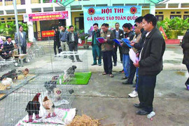 Quà Tết gà Đông Tảo giá bạc triệu 'cháy hàng'