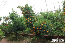 Trồng quất Bonsai lời gấp 10 lần quất cảnh