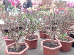 Xấu mã, giá chát, đào thất thốn bị khách hàng quay lưng