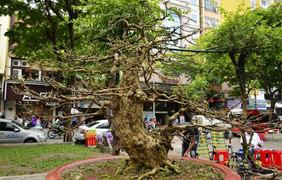 Cây mai vàng 200 tuổi 'hét giá' 2,7 tỷ ở chợ hoa Sài Gòn