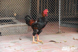 Đại gia Việt chi gần 10 triệu đồng mua ‘gà khổng lồ’ về ăn Tết