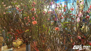 Giá đào ở ‘đỉnh’, người dân ‘ém tiền’ chờ hạ giá