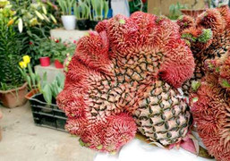 Nửa triệu đồng một trái dứa mào gà trưng Tết