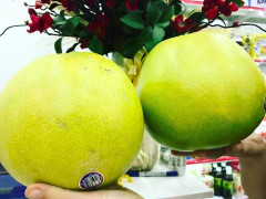 Ham của lạ, dân Việt bạo chi ăn bưởi Mỹ giá nửa triệu/quả