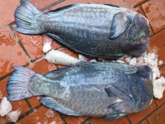 Cá mó gù khổng lồ giá bạc triệu: Dân Hà thành góp tiền ăn chung