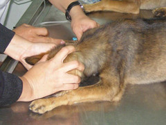 Hai trường hợp tử vong do chó dại cắn ở Hà Nội