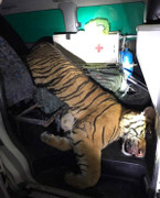 Dùng xe cứu thương chở hổ đông lạnh đi tiêu thụ vẫn không thoát