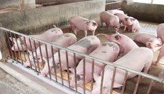 Chính phủ sẽ họp tìm giải pháp hỗ trợ người chăn nuôi lợn