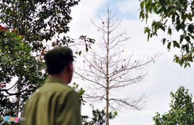 Hàng trăm cây gỗ bị đổ thuốc độc đến chết tại Đồng Nai: Xử lý nghiêm những người liên quan