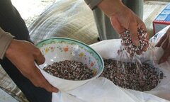 Xử lý nghiêm hành vi sản xuất, kinh doanh phân bón giả lừa gạt dân nghèo