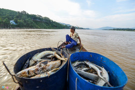Thủy điện Hòa Bình xả lũ, dân khóc ròng vì hàng chục tấn cá tầm chết sát ngày thu hoạch