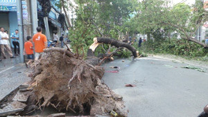 Đắk Nông: Cây gãy đổ trúng người, hai mẹ con chết thảm