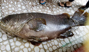 Lần đầu tiên bắt được cá bống mú nặng 55 kg ở Phú Quốc