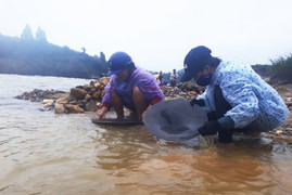 Dân Quảng Nam đổ xô đào đãi vàng trên dòng sông chảy xiết