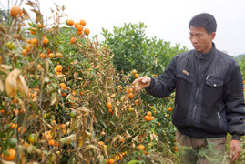 Kẻ dùng thuốc diệt cỏ phá vườn quất Tết của hàng xóm lĩnh 30 tháng tù