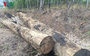 Trùm buôn lậu gỗ Phượng 'râu' bị bắt: Đồn Biên phòng 747 cung cấp thông tin không ngờ