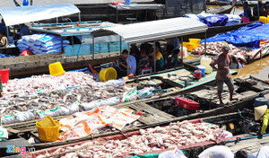 1.500 tấn cá chết ở Đồng Nai: Khí độc trong nước vượt mức cho phép