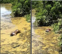 Phát hiện hai thi thể trôi dạt trên sông Mã