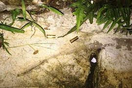 Khởi tố nghi phạm dùng súng thể thao bắn chết người