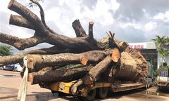 Xử phạt vụ xe đầu kéo chở cây 'quái thú' vi vu trên quốc lộ ở Bình Định