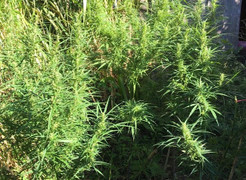 Truy bắt người phụ nữ trồng cần sa trong rẫy cà phê ở Lâm Đồng