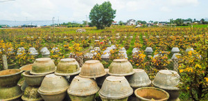 Hàng vạn chậu mai bung nở sớm, nông dân Bình Định thất thu hàng tỷ đồng