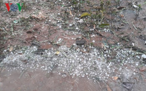 Mưa đá tiếp tục trút xuống Điện Biên, gây thiệt hại hoa màu