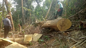 Rừng bị phá tan nát, giám đốc công ty lâm nghiệp thừa nhận 'lực bất tòng tâm'