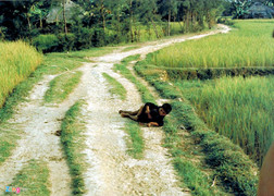 Hành trình tìm sự thật cho bức ảnh trong vụ thảm sát Mỹ Lai