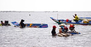 Hàng nghìn người đổ xô về Đất Mũi cào nghêu giống, kiếm tiền triệu mỗi ngày