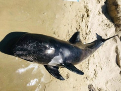 Cá voi nặng hơn 100 kg dạt vào bờ biển ở Bình Thuận