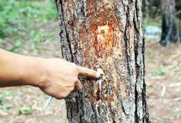 Dùng hóa chất đầu độc rừng thông ở Tây Nguyên: Bắt 3 người liên quan