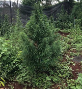 Phát hiện hàng chục cây cần sa trồng tại quán karaoke và vườn nhà