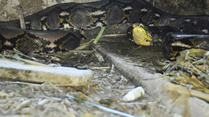 Ùn ùn kéo nhau đi xem trăn hoa gần 70kg trong chuồng trâu