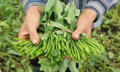 Mối họa chết người ẩn nấp trong rau muống